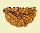 one mukhi rudraksha