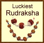 Luckiest Rudraksha